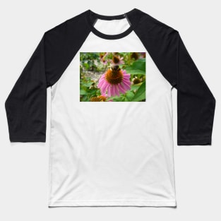 Bumble Bee on Echinacea Baseball T-Shirt